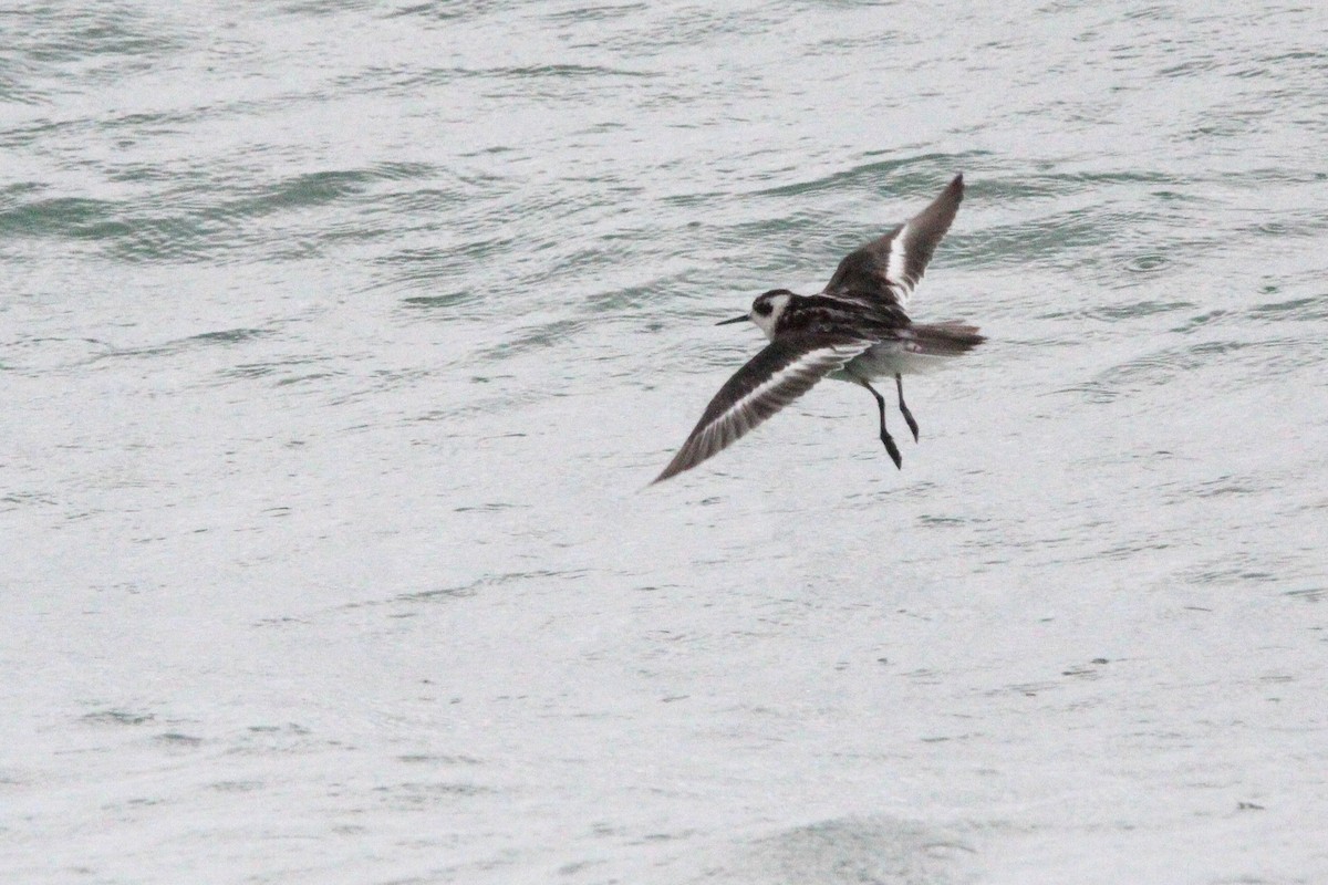 Red-necked Phalarope - ML624815466