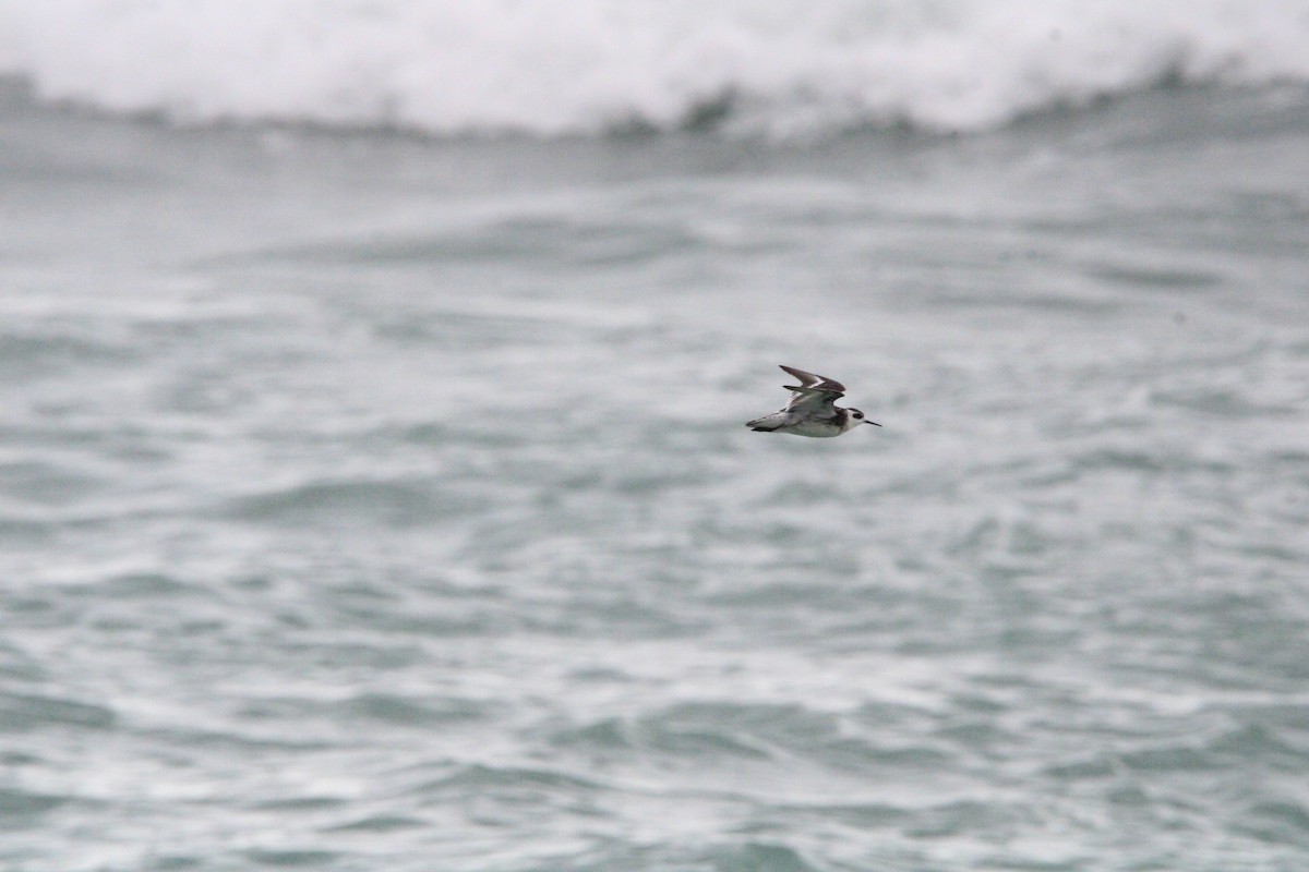 Red-necked Phalarope - ML624815469