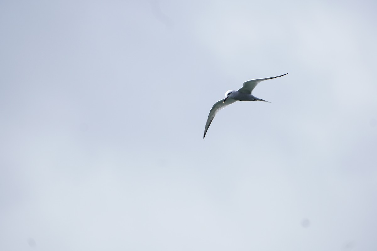 rybák bělohlavý - ML624815488