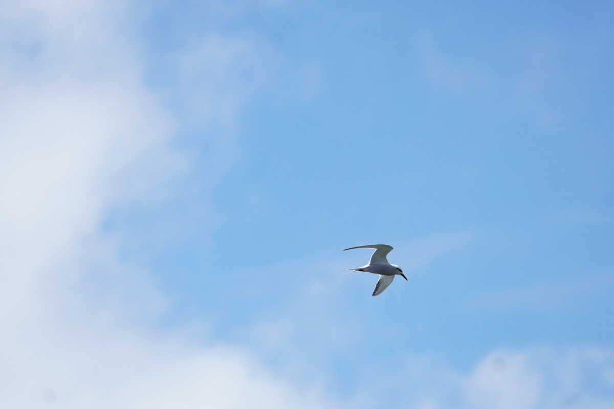 rybák bělohlavý - ML624815530