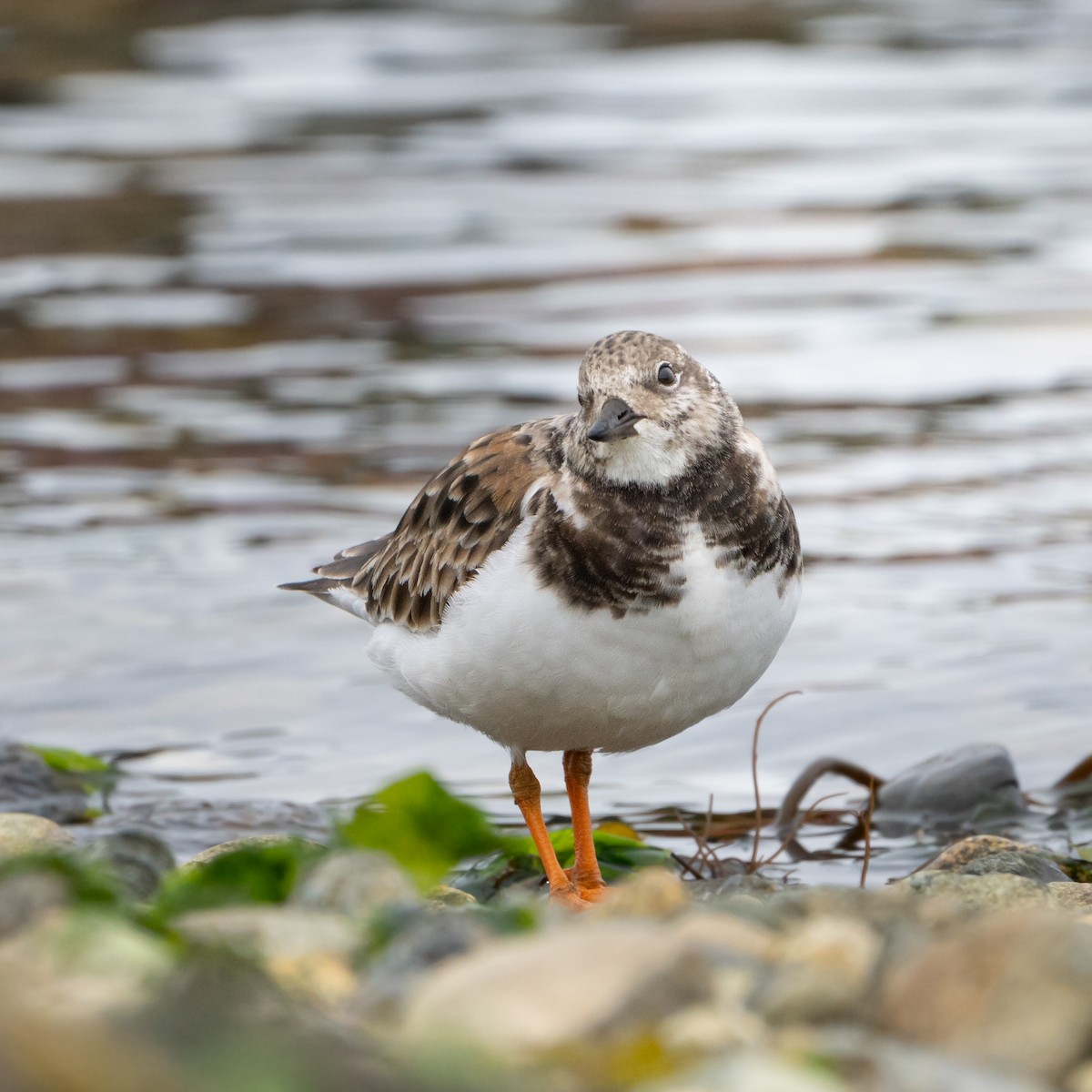 kamenáček pestrý - ML624815544