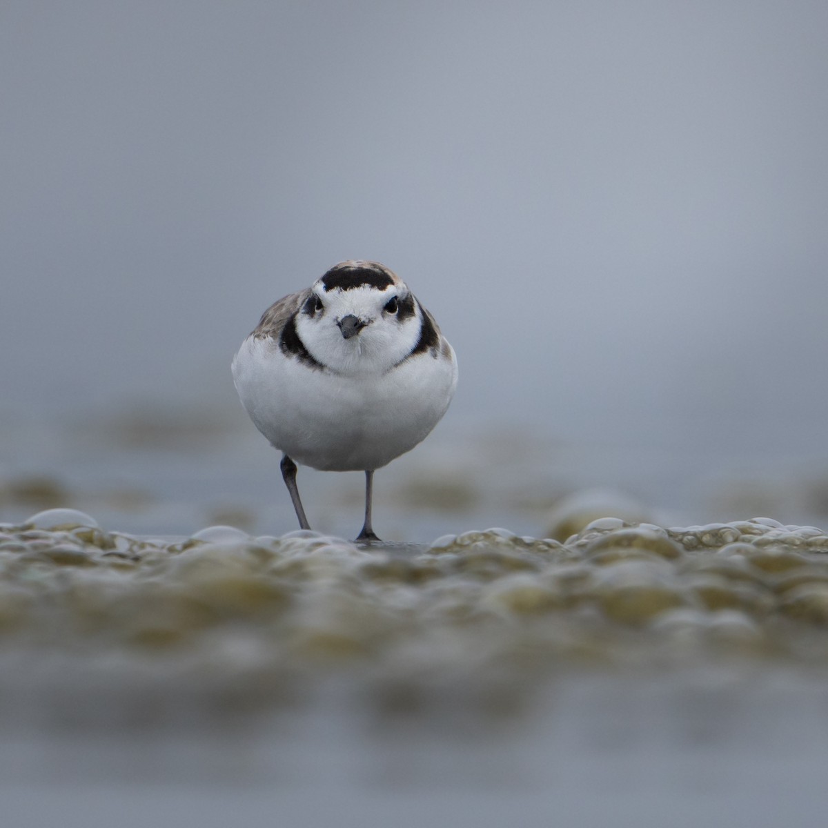 kulík západní - ML624815566