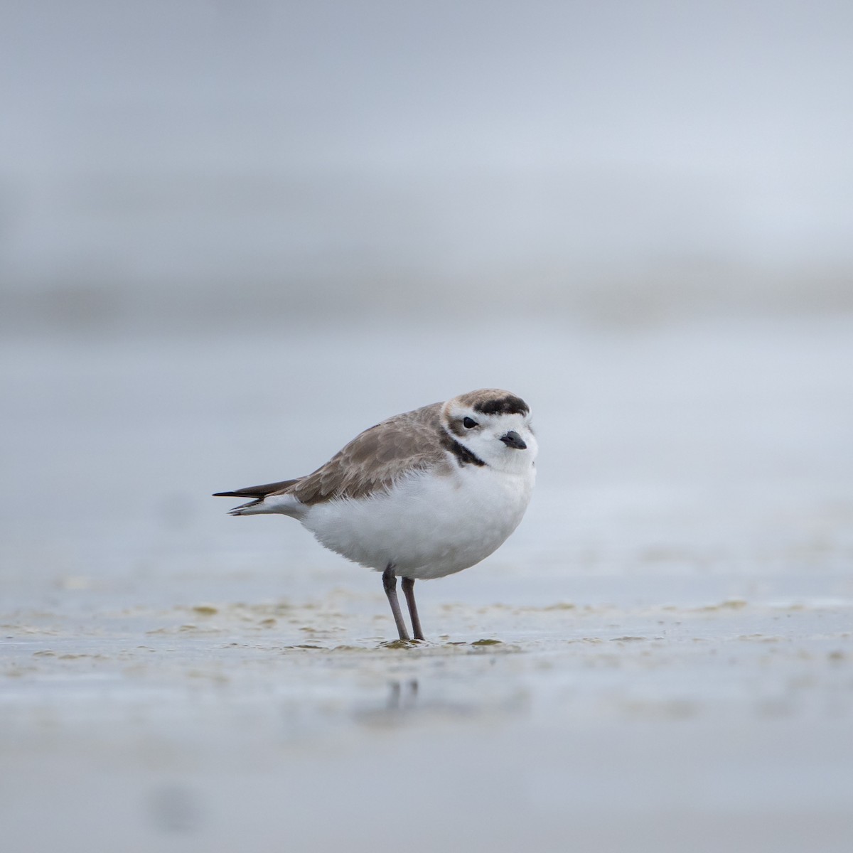 kulík západní - ML624815567