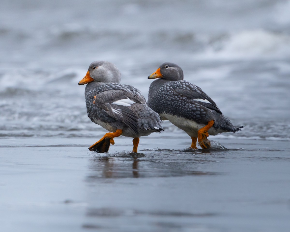 kachyně parníková - ML624815579