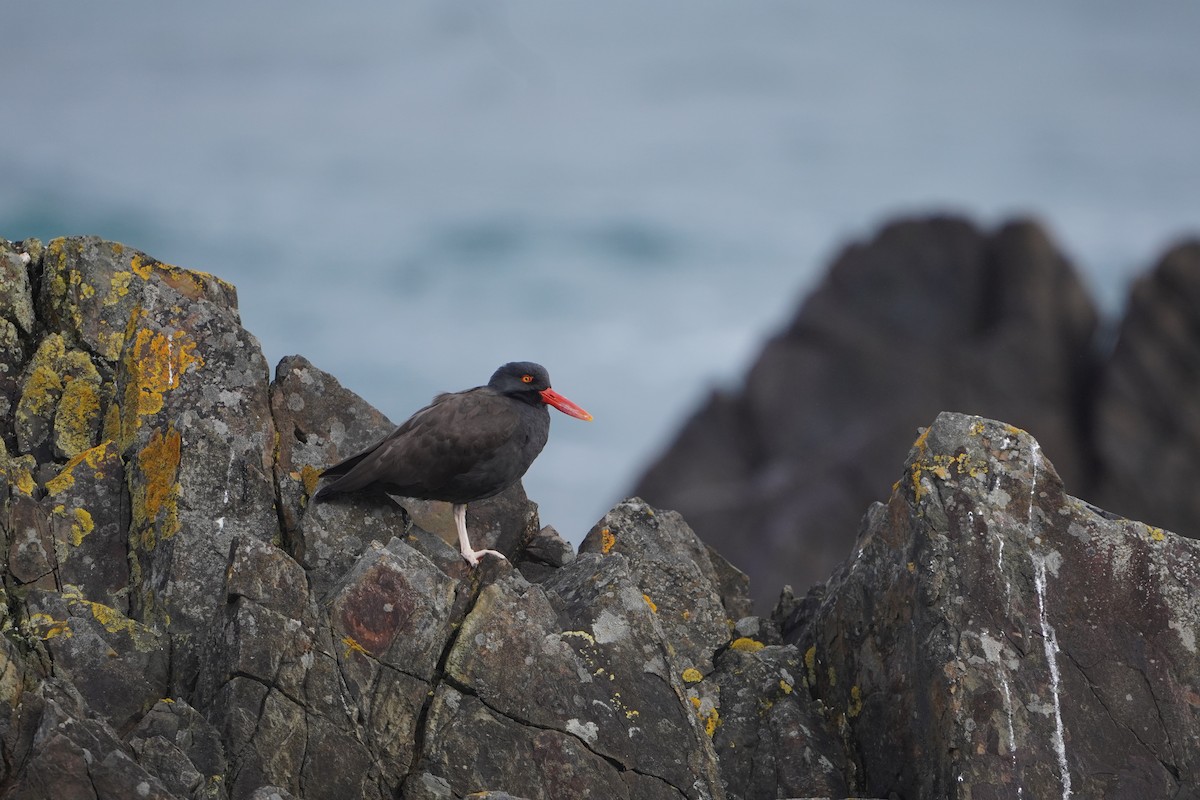 ústřičník tmavý - ML624815621