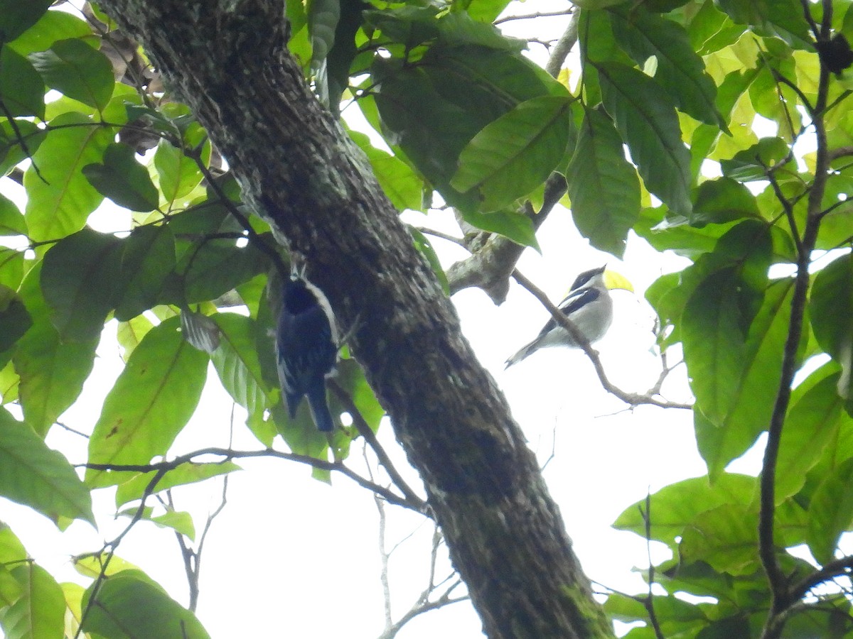 Blue Nuthatch - ML624815693