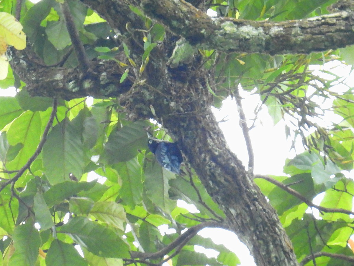 Blue Nuthatch - ML624815694