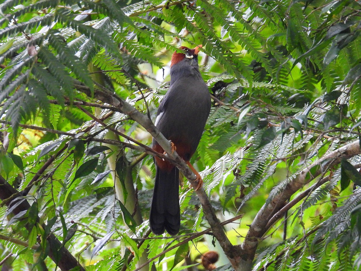 Chestnut-capped Laughingthrush - ML624815754