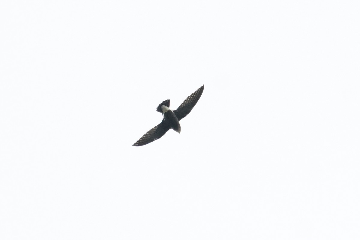 Silver-backed Needletail - ML624815760