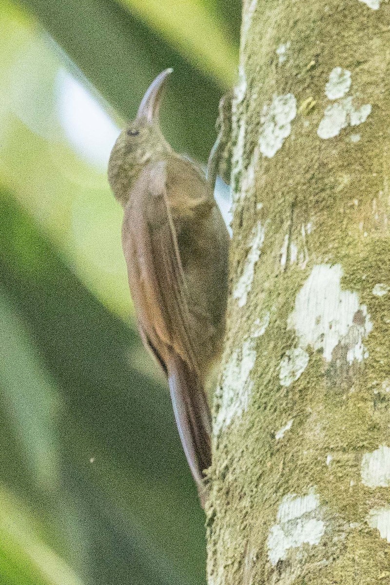 Amazonian Barred-Woodcreeper - ML62481581