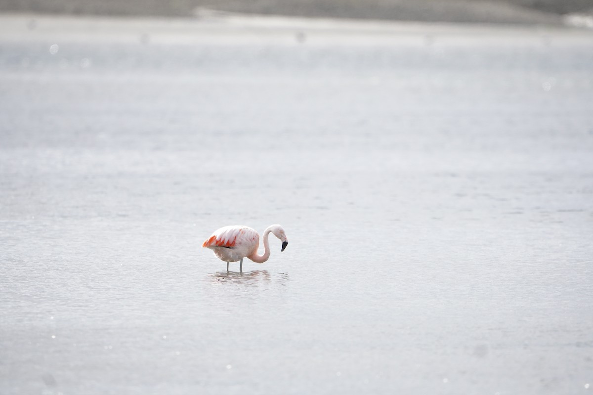 plameňák chilský - ML624815811