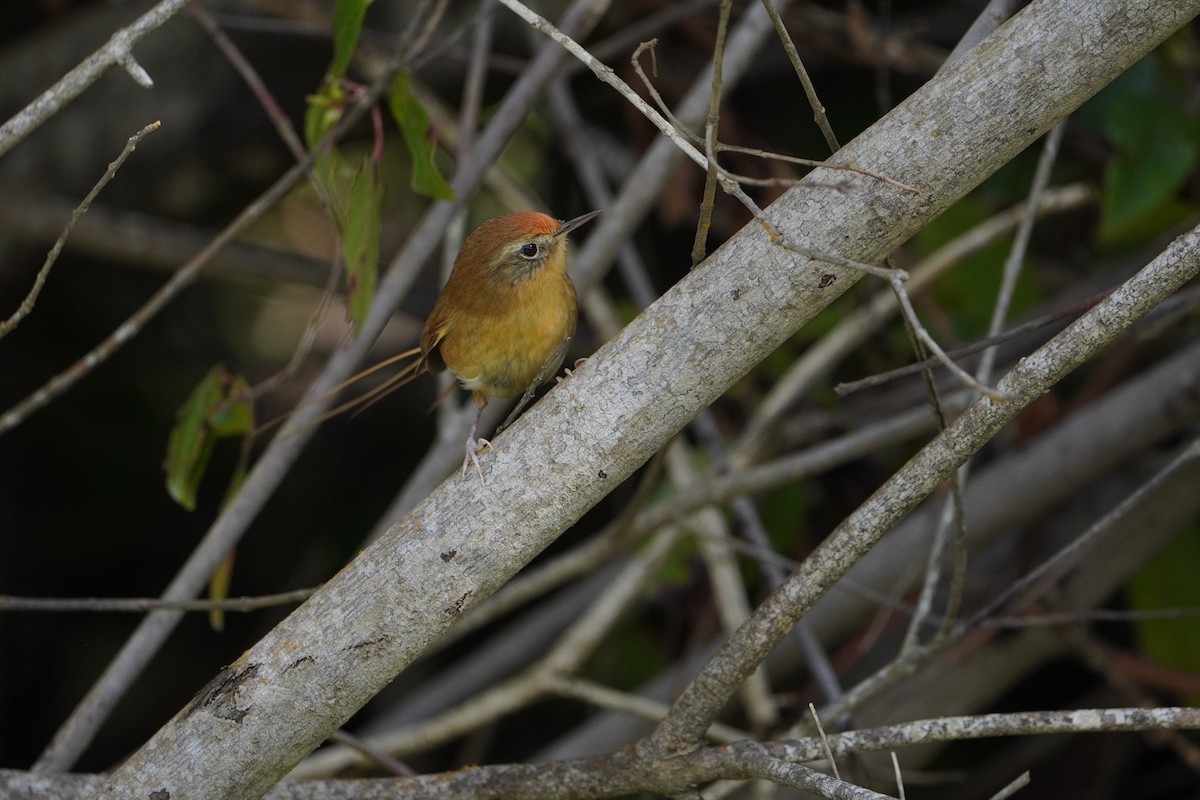 Des Murs's Wiretail - ML624815815