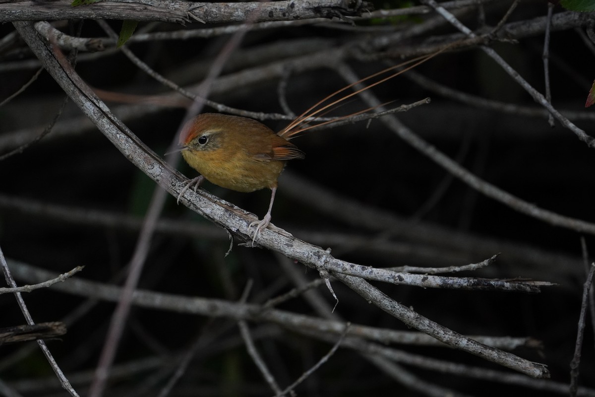 Des Murs's Wiretail - ML624815828