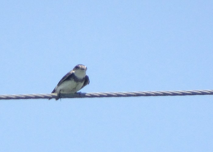 Bank Swallow - ML624815993