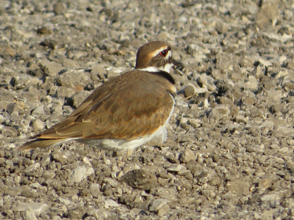 Killdeer - ML624816052