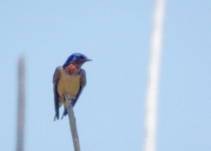 Barn Swallow - ML624816080