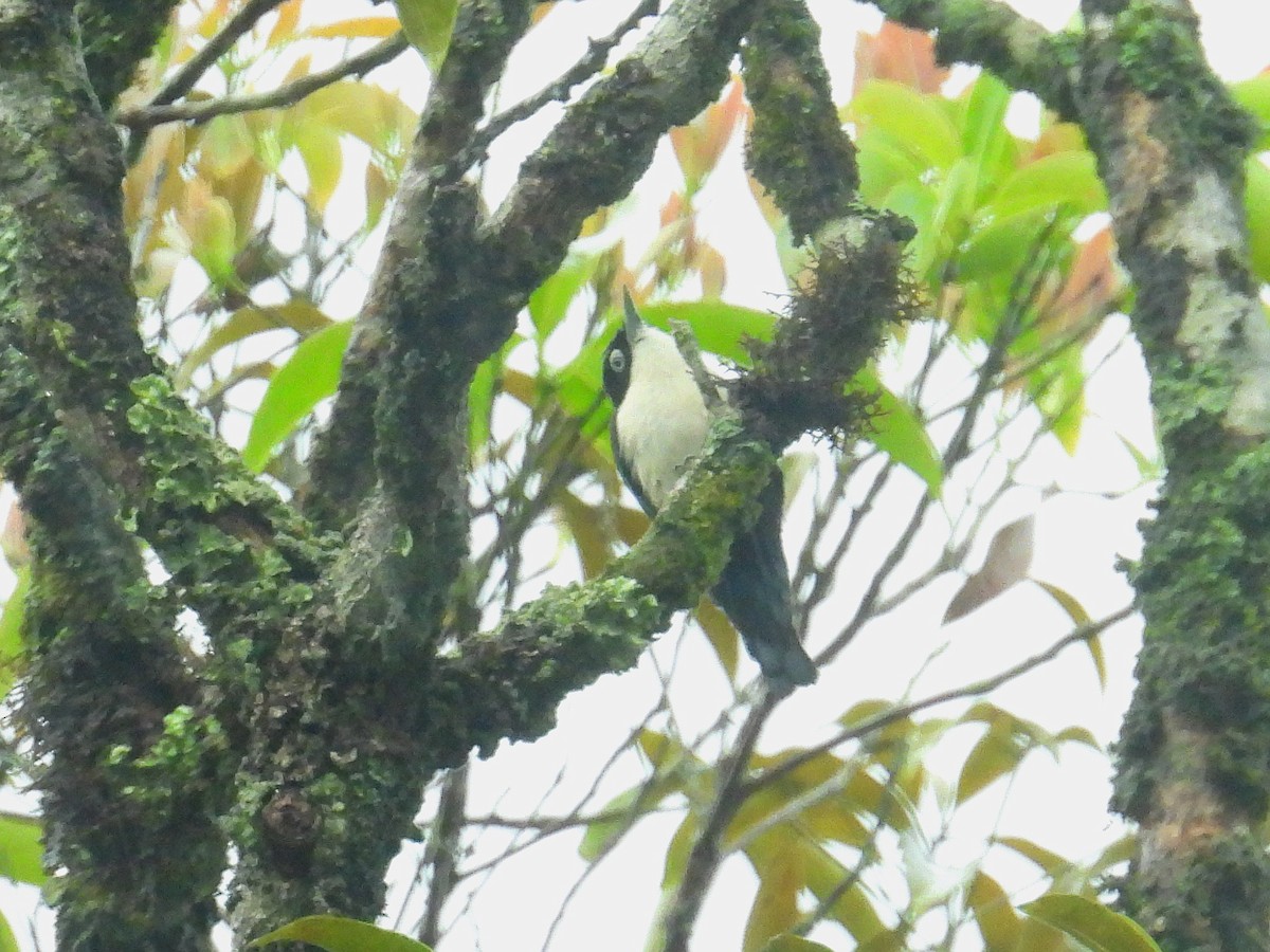 Blue Nuthatch - ML624816086