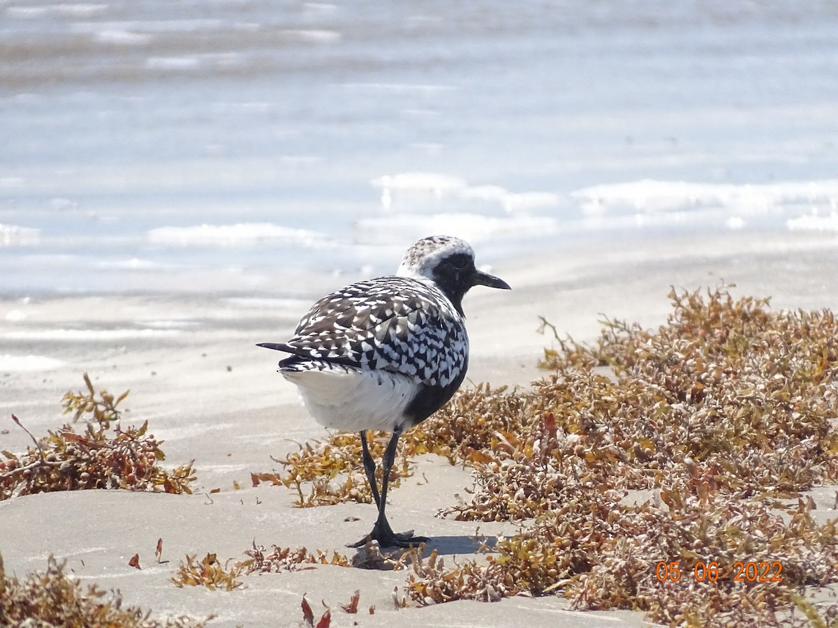 Black-bellied Plover - ML624816116