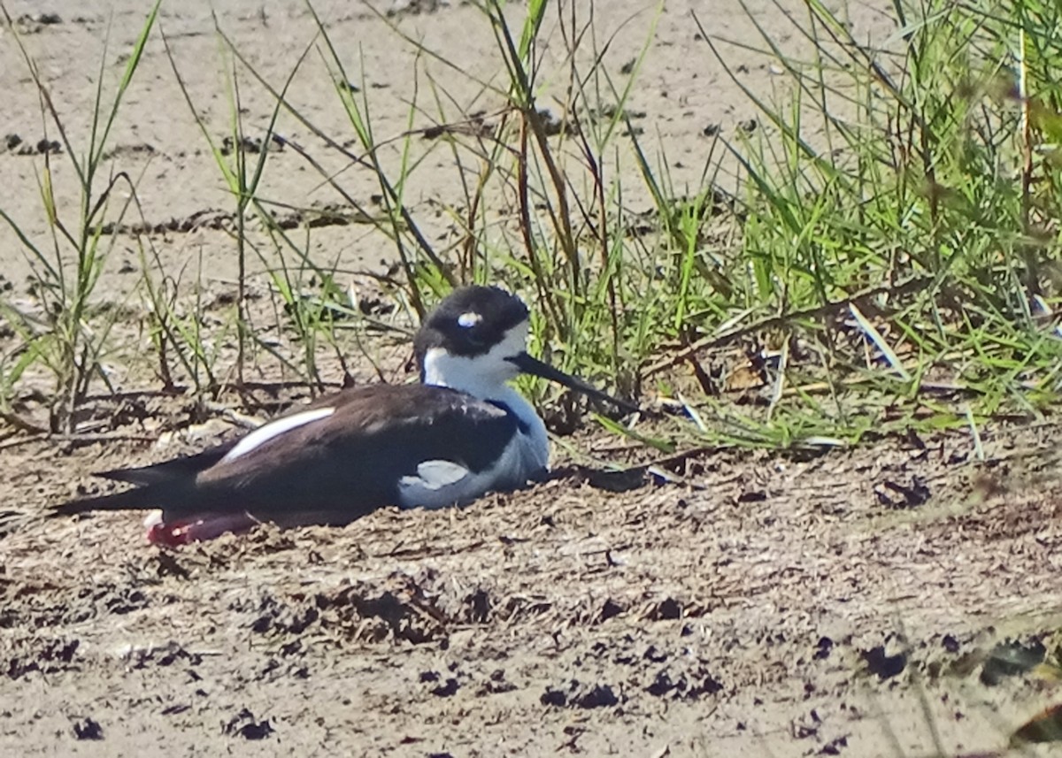 Black-necked Stilt - ML624816162