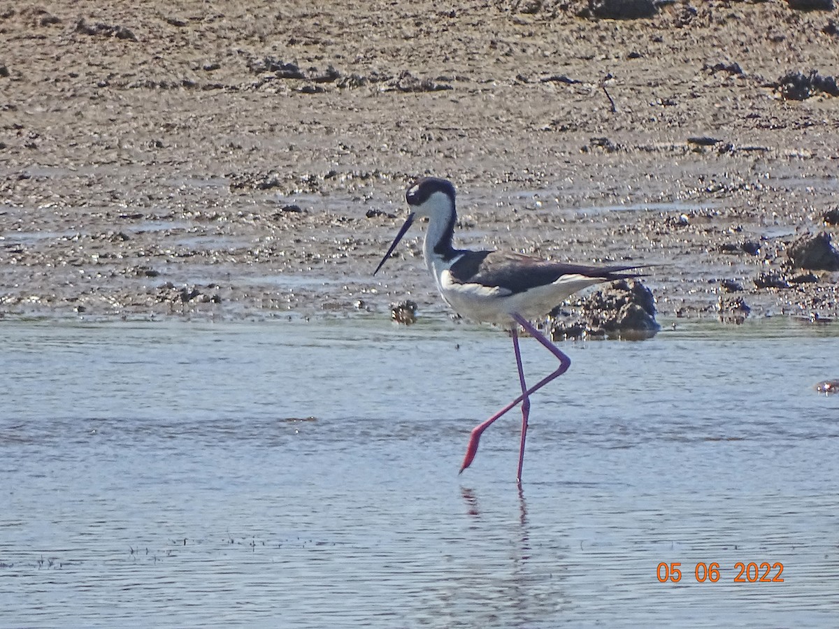 Black-necked Stilt - ML624816164