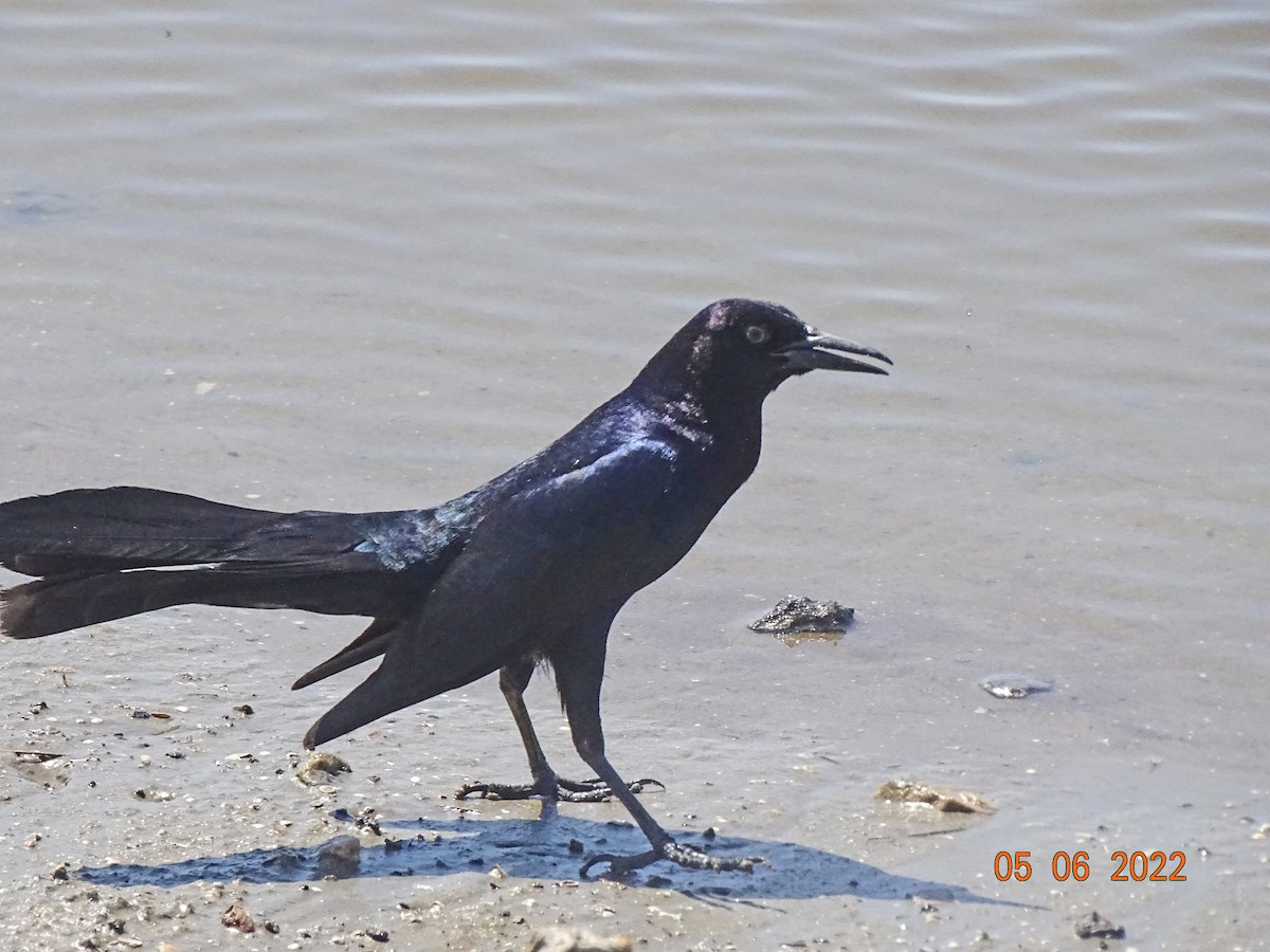 Boat-tailed Grackle - ML624816194