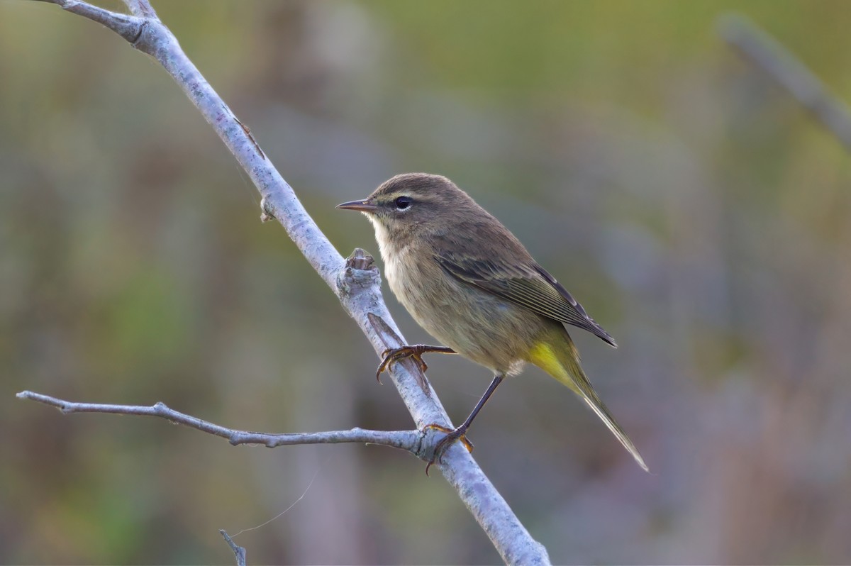 Palm Warbler - ML624816231