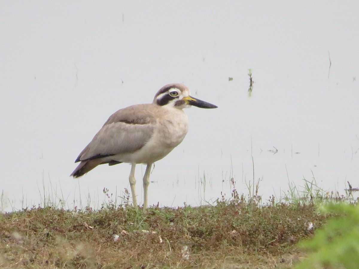 Great Thick-knee - ML624816269