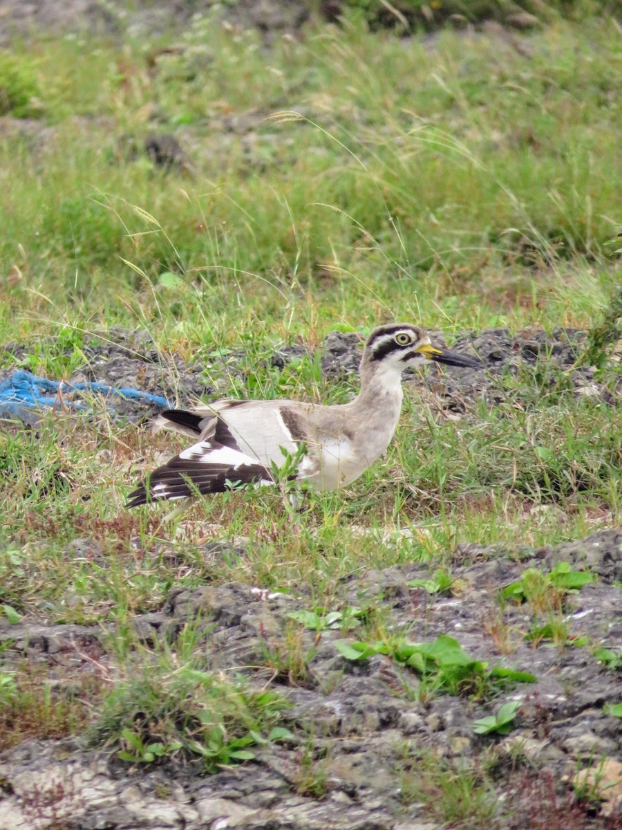 Great Thick-knee - ML624816270