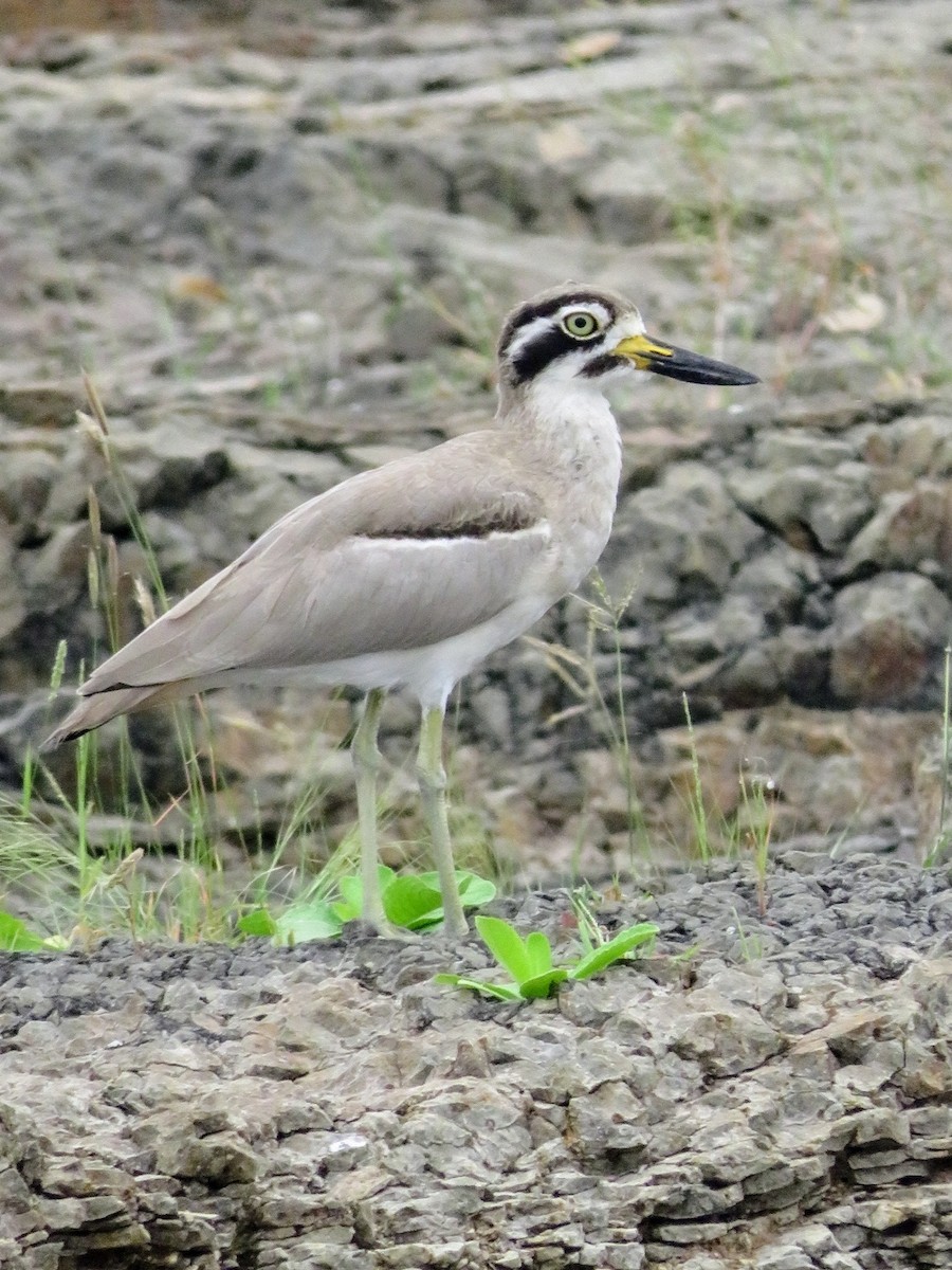 Great Thick-knee - ML624816271