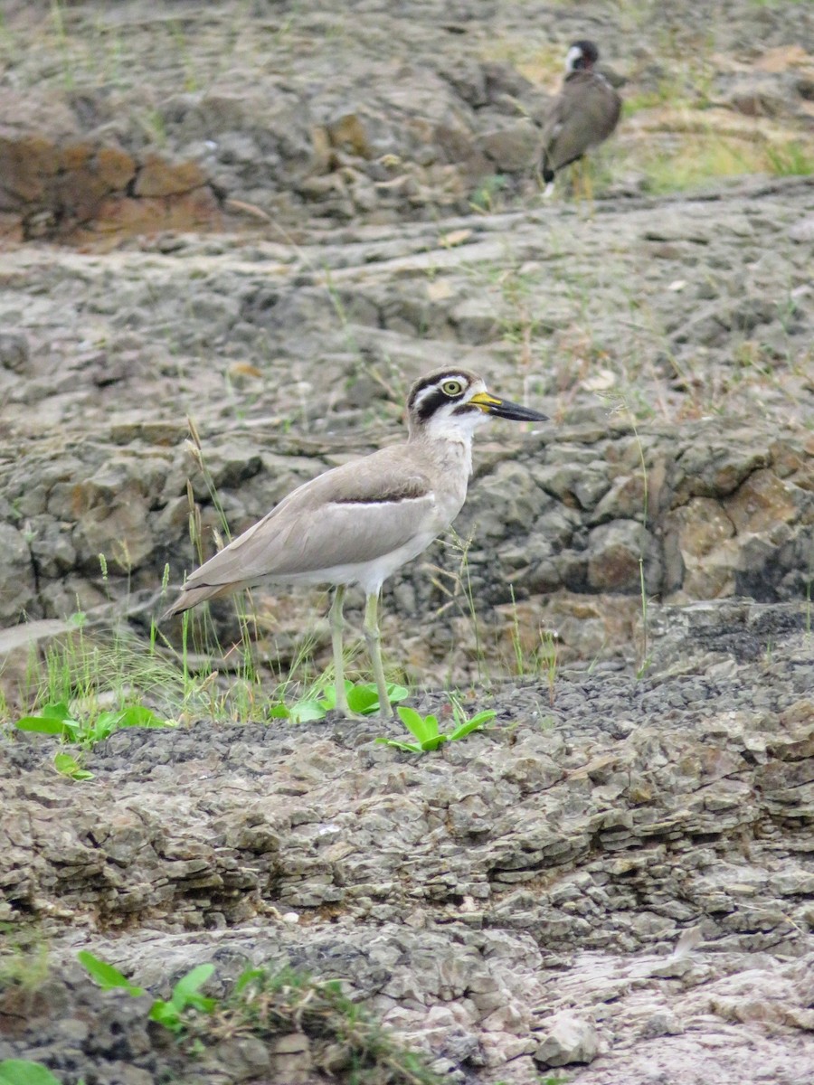 Great Thick-knee - ML624816272