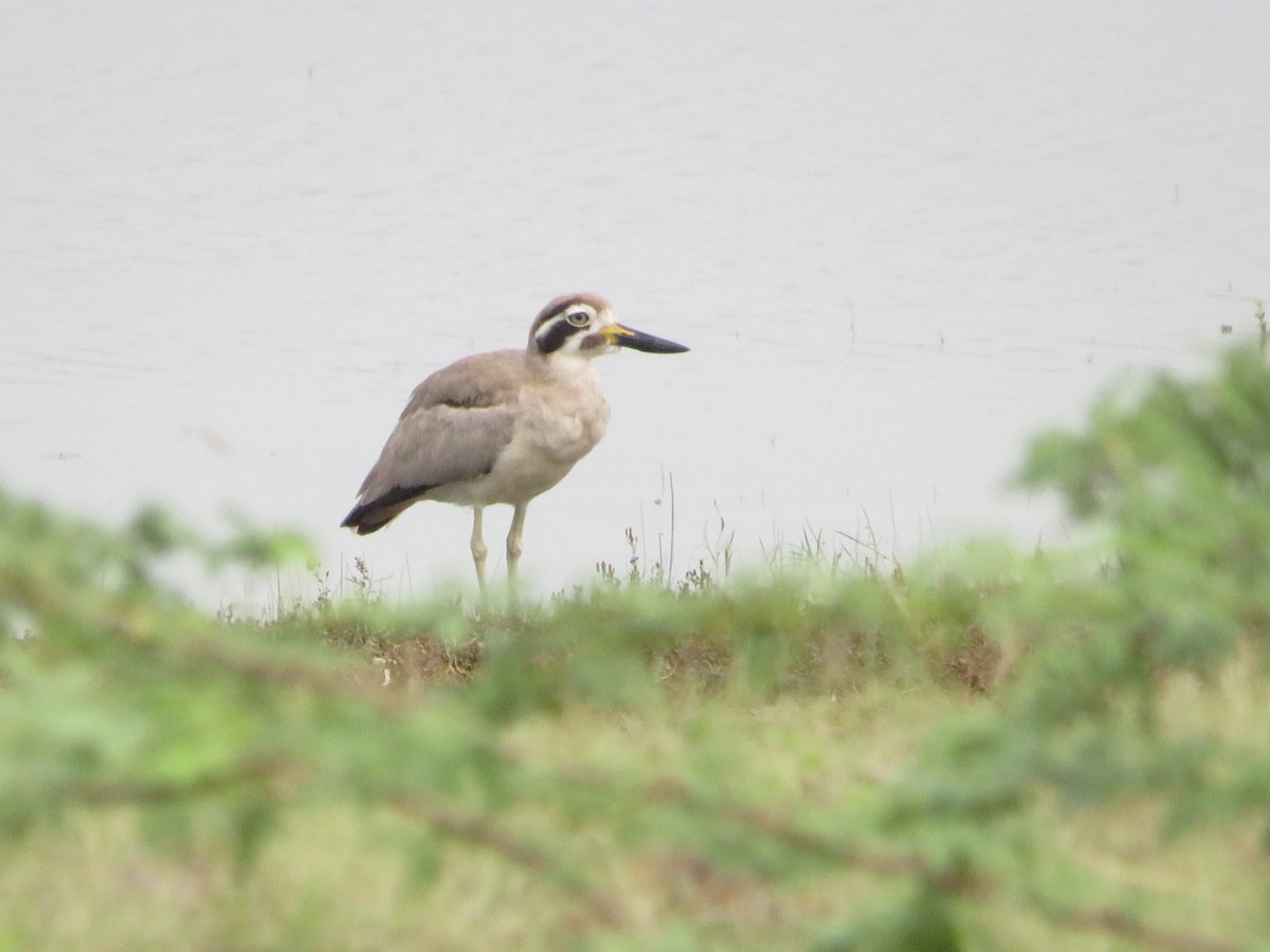 Great Thick-knee - ML624816273