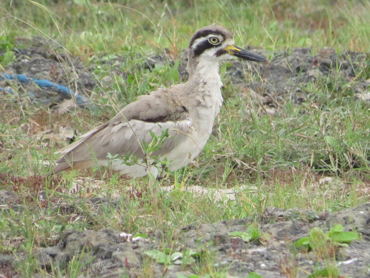 Great Thick-knee - ML624816274