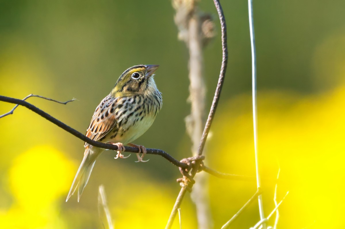 Henslow's Sparrow - ML624816295