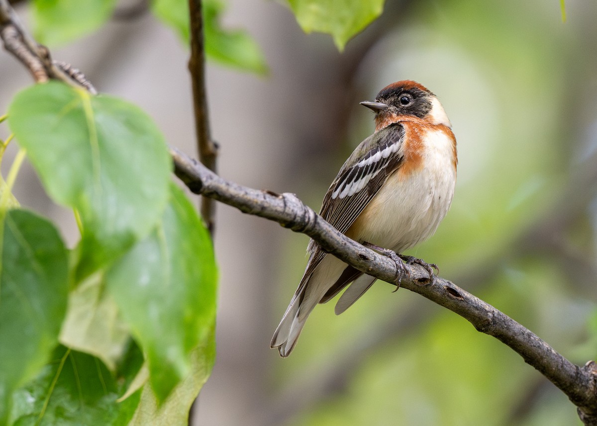 Bay-breasted Warbler - ML624816894