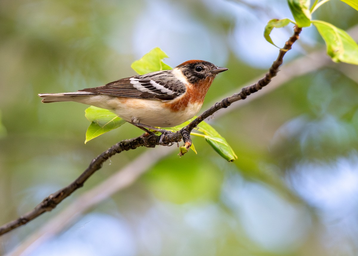 Bay-breasted Warbler - ML624816895