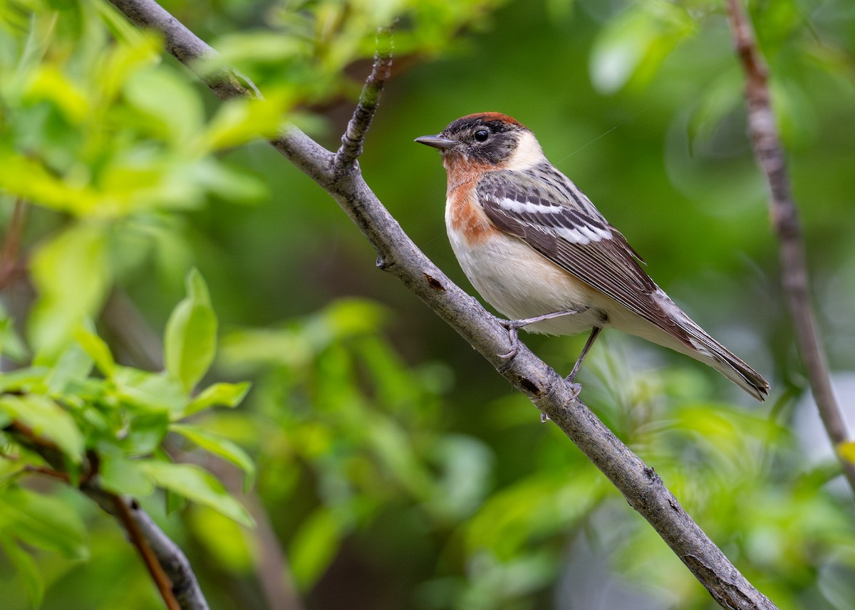 Bay-breasted Warbler - ML624816896