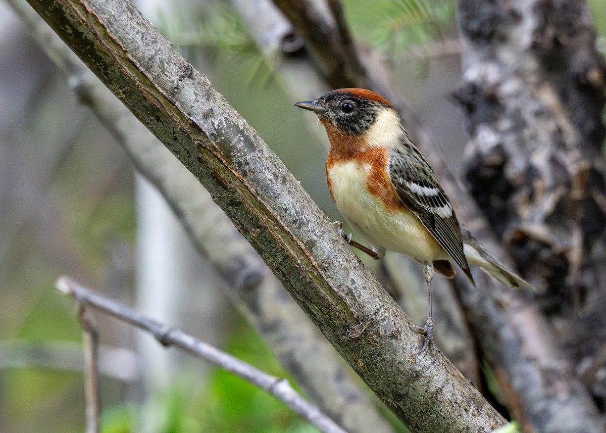 Bay-breasted Warbler - ML624816897