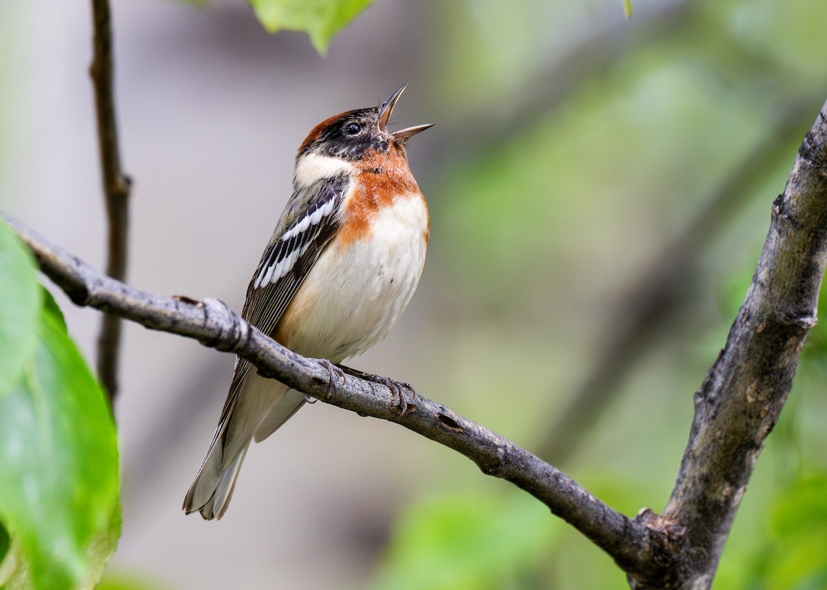Bay-breasted Warbler - ML624816898