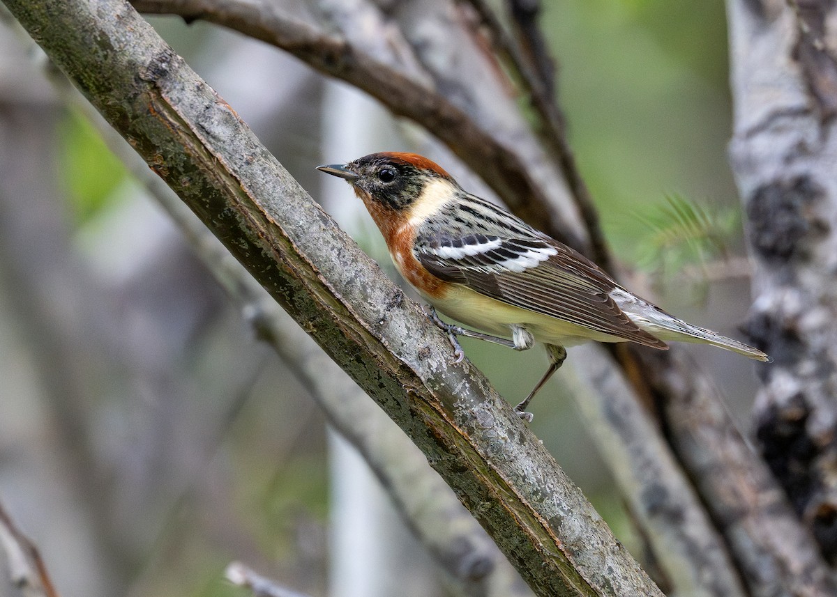 Bay-breasted Warbler - ML624816899