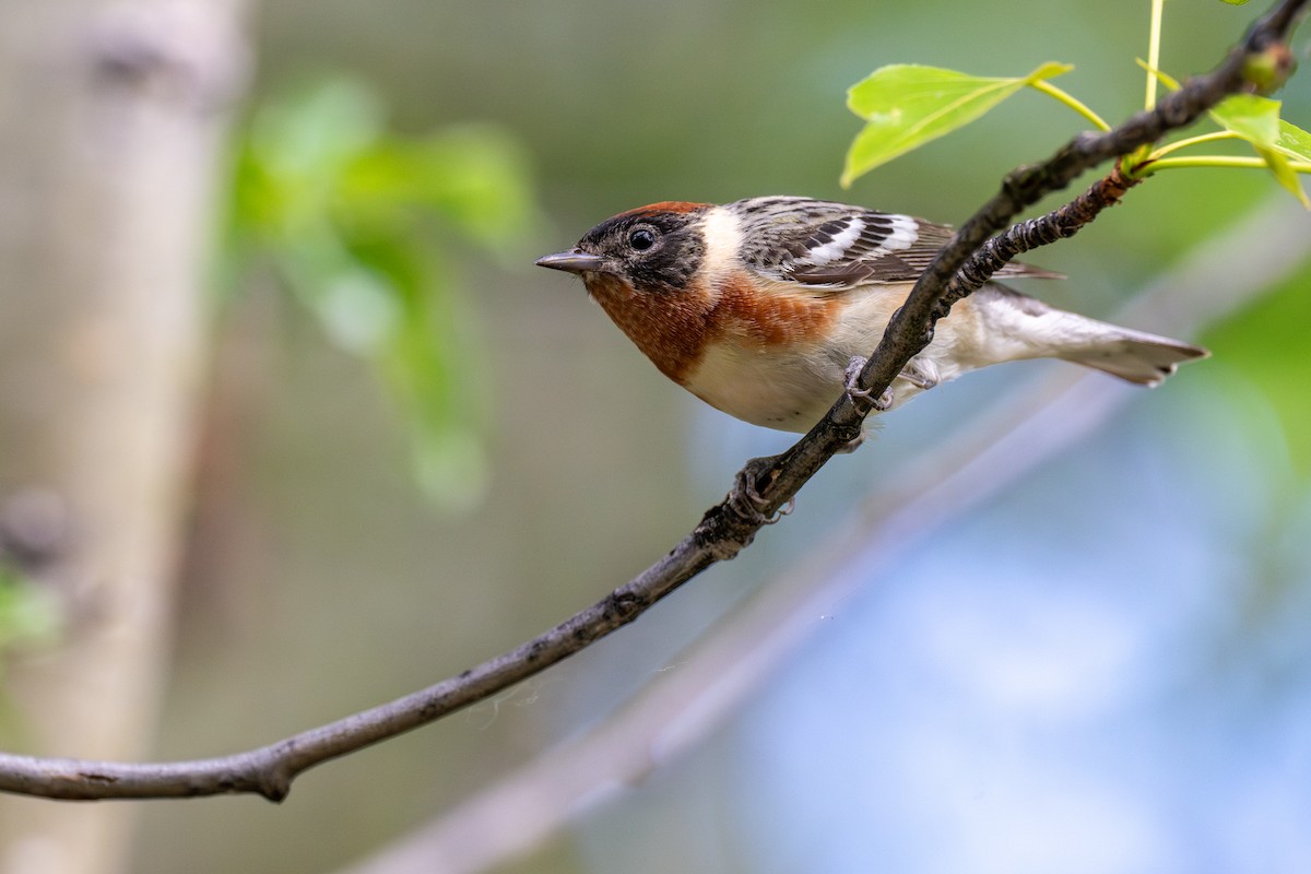 Bay-breasted Warbler - ML624816900