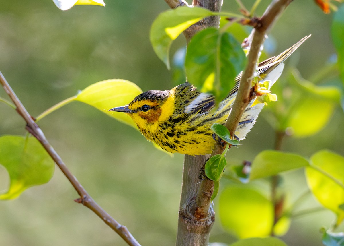Cape May Warbler - ML624816991