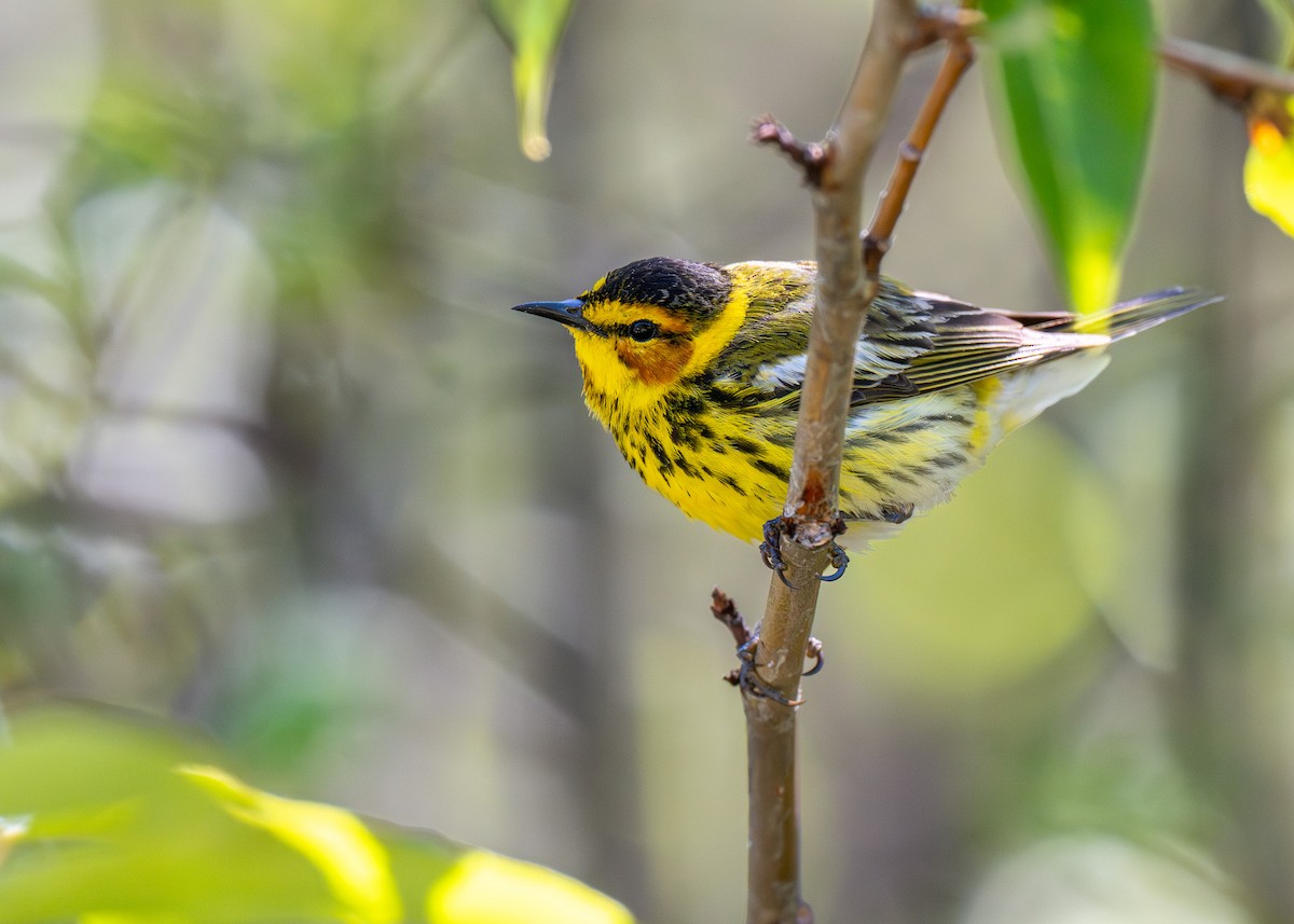 Cape May Warbler - ML624817018