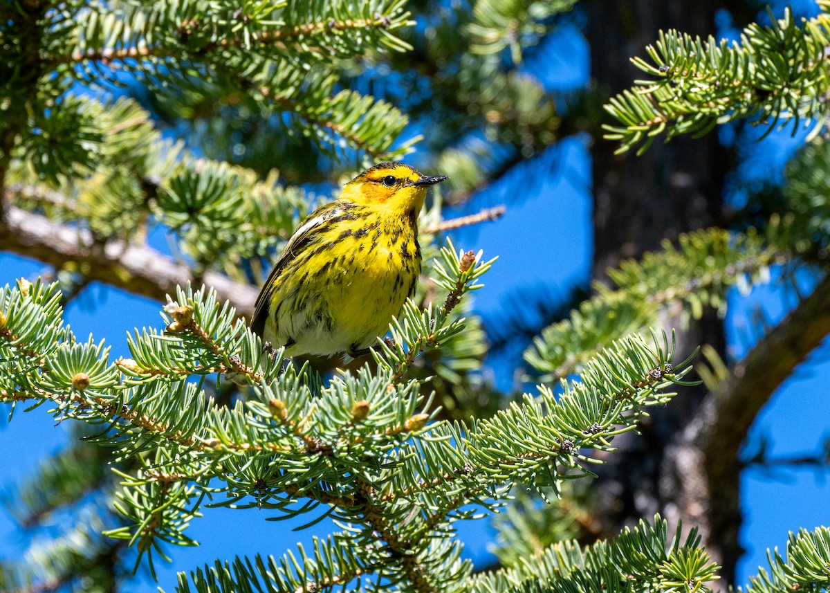 Cape May Warbler - ML624817023