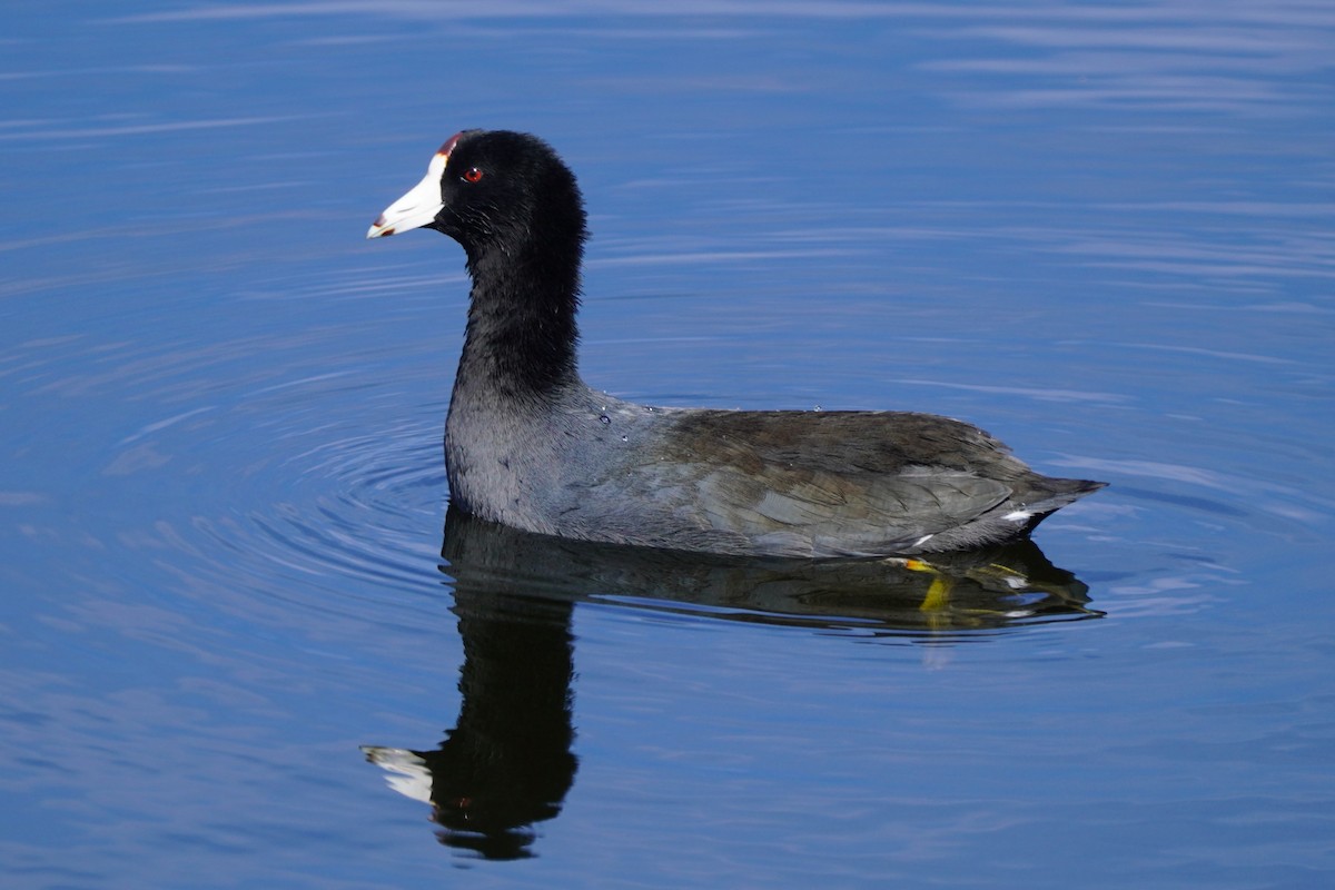 American Coot - ML624817094