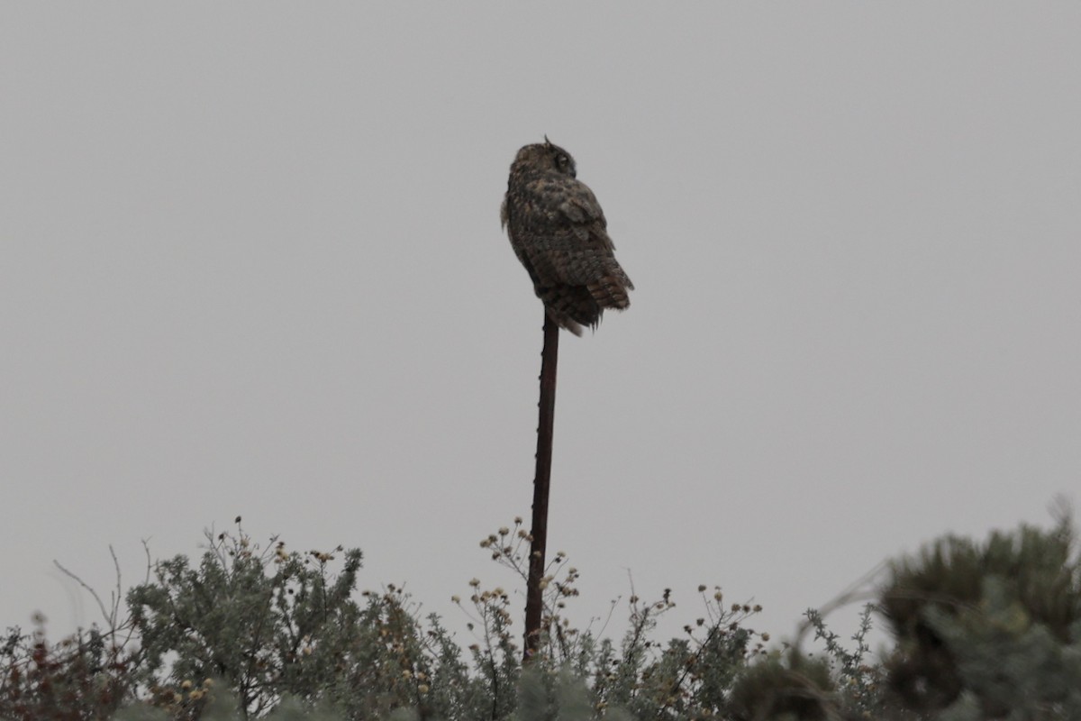 Great Horned Owl - ML624817138