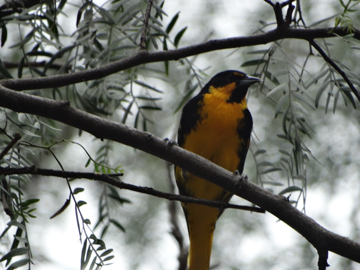 Black-backed Oriole - ML624817277