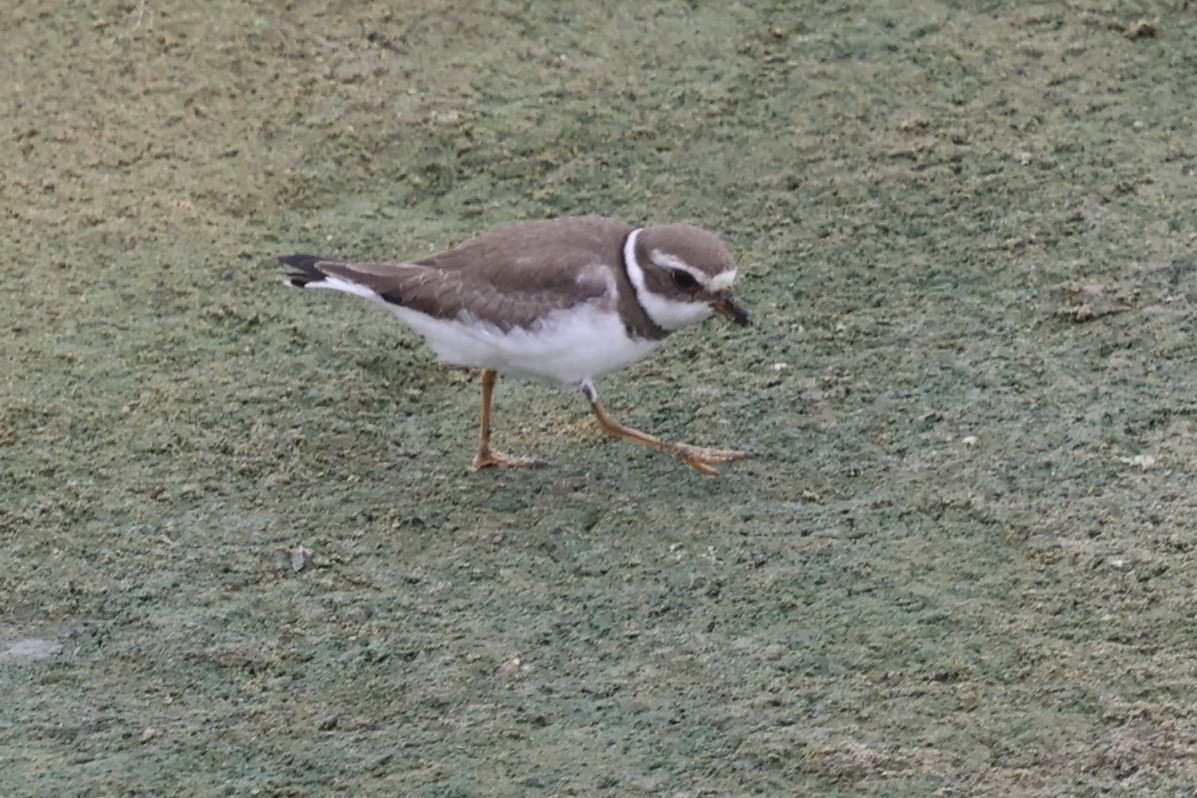 Semipalmated Plover - ML624817386