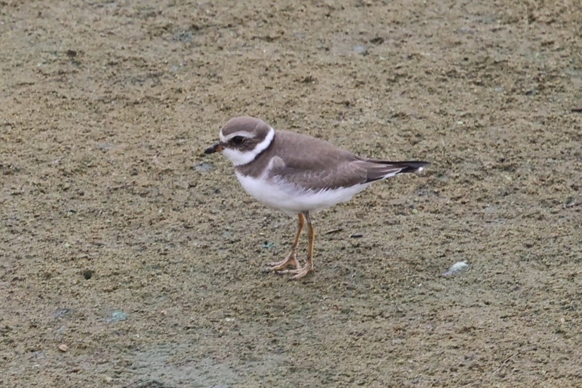 Semipalmated Plover - ML624817387