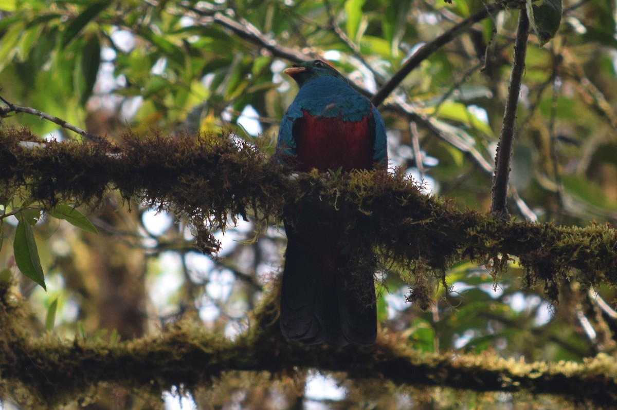 Golden-headed Quetzal - ML624817487