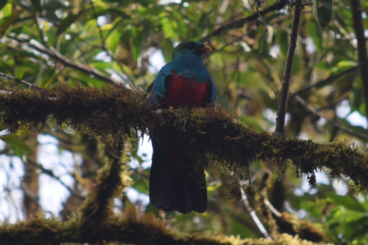 Golden-headed Quetzal - ML624817489
